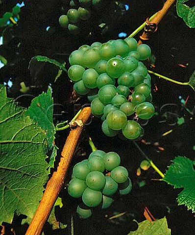 Melon de Bourgogne grapes   Muscadet
