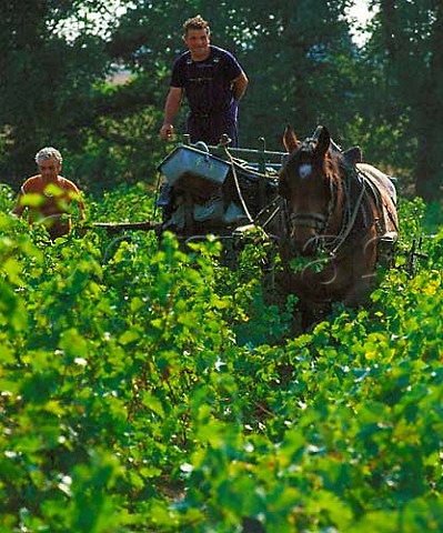 Coquette the horse at work in the vineyard at   harvest time  Clisson LoireAtlantique France      Muscadet de SvreetMaine