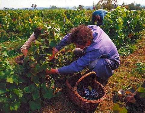 Picking grapes in vineyard at Reuilly   Indre  France    Reuilly