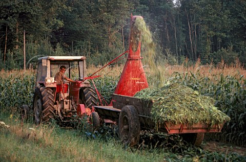 Harvesting maize by machine      Marne France