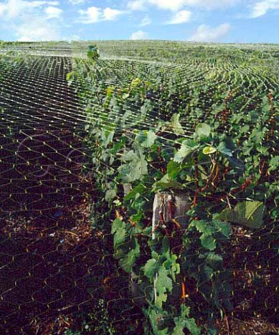 Antibird netting over Pinot Meunier vines before   the harvest  Charly Aisne France   Marne Valley  Champagne