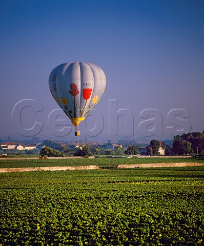 Hotair balloon over Le Cromin vineyard   Meursault Cte dOr France   Cte de Beaune