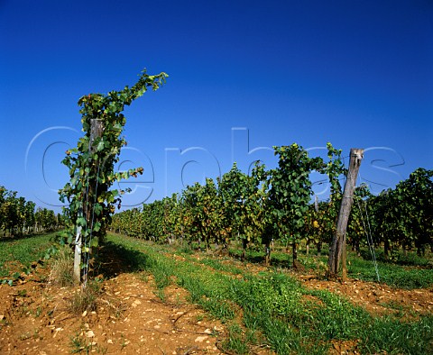 High training in Pinot Noir vineyard  Near BouzelsBeaune Cte dOr France   Hautes Ctes de Beaune