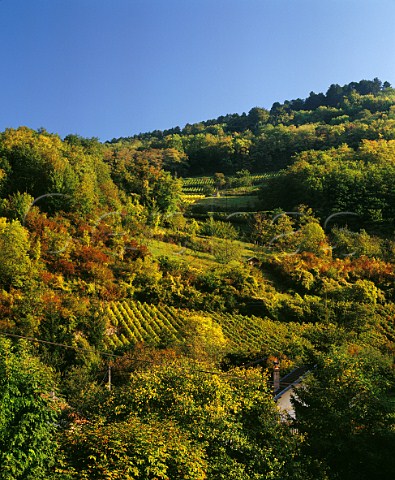 Hillside vineyards near Poligny Jura France Ctes du Jura