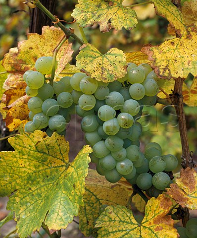 Sylvaner grapes Alsace France