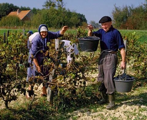 Elderly couple harvesting grapes   Jura France