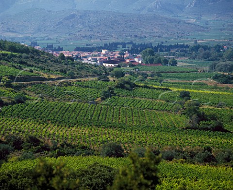 Vineyards in the Torgan valley around Paziols Aude   France     Fitou  Corbires