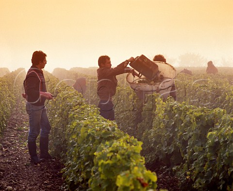Picking Sauvignon Blanc grapes in the morning mist   StAndelain Nivre France    AC PouillyFum