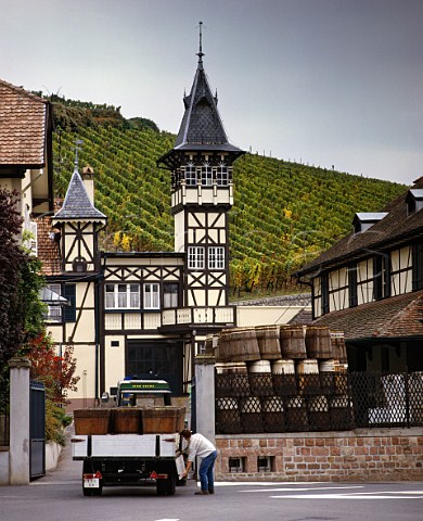 Harvested Riesling grapes arriving at the Trimbach   winery in Ribeauvill HautRhin France Alsace