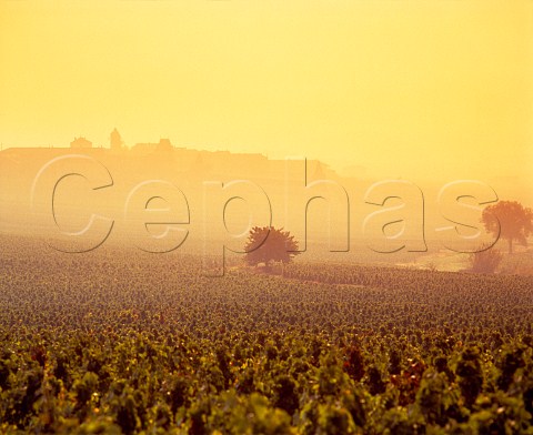 Vineyards of MoulinVent in the morning mist   Rhne France  MoulinVent  Beaujolais