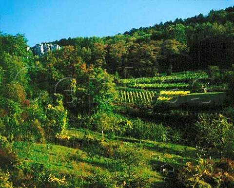 Vineyards near Poligny Jura France Ctes du Jura