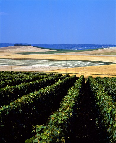 View north to Marne Valley from near Cuis on the   Cte des Blancs Marne France   Champagne