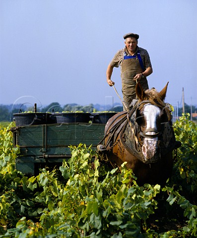 Mr Drouet with Bijou in vineyard at Clisson   near Nantes LoireAtlantique France   AC Muscadet de SvreetMaine