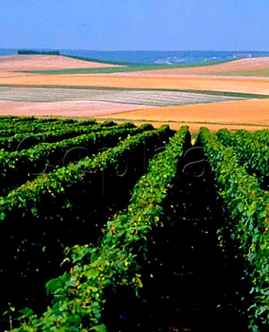 View north over vineyards towards the Marne Valley   from near Cuis on the Cte des Blancs   Marne France   Champagne