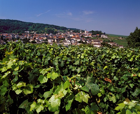 View over vineyard to village of Verzy on the  Montagne de Reims Marne France Champagne