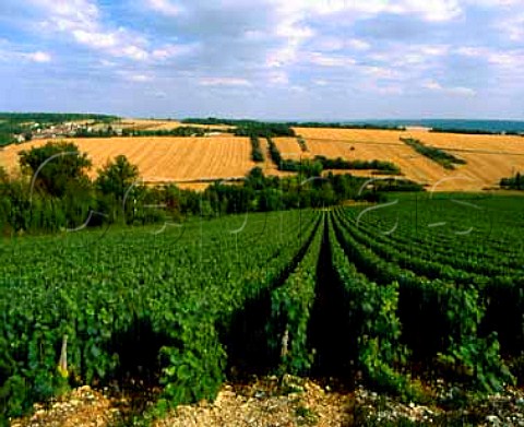Vineyards at Epineuil near Tonnerre Yonne France   Bourgogne Epineuil