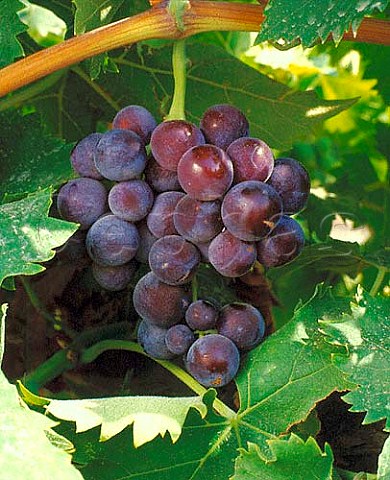 Muscat Noir grapes