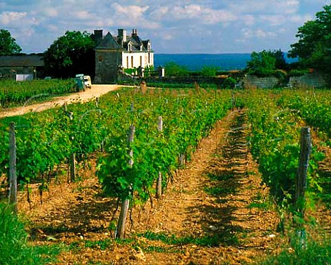La Matinire and its vineyard near Champigny   MaineetLoire France   SaumurChampigny