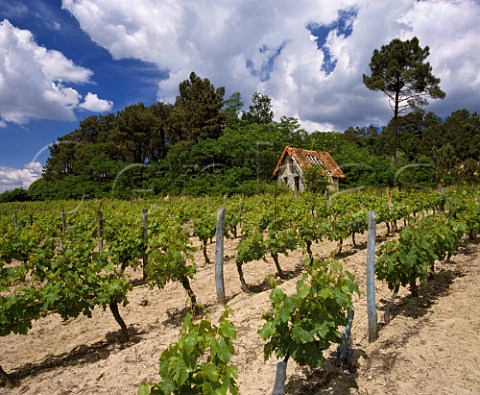 Cabernet Franc vineyard at   StNicolasdeBourgueil IndreetLoire France
