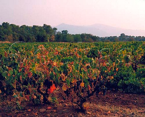 Vineyard of Domaine de la Pardiguire   Le LucenProvence Var France   AC Ctes de Provence