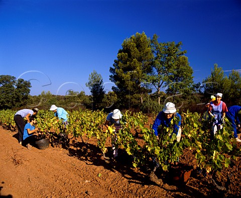 Harvesting Cinsaut grapes at Domaine de la Pardiguire Le LucenProvence Var France   AC Cte de Provence