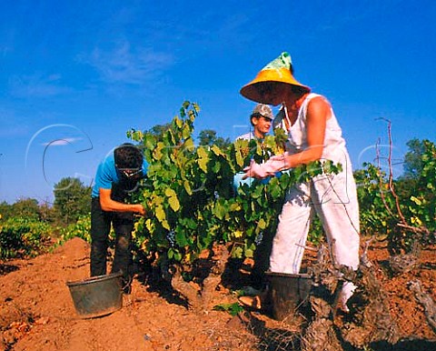 Harvesting Cinsaut grapes in vineyard of   Domaine de la Pardiguire Le LucenProvence   Var France   AC Ctes de Provence