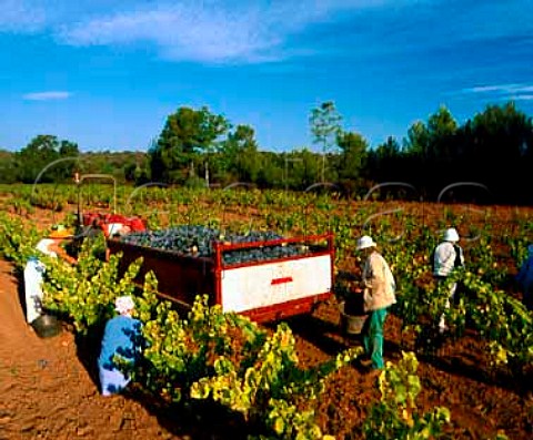 Harvesting Cinsaut grapes at Domaine de la   Pardiguiere Le Luc en Provence Var France  AC   Cote de Provence