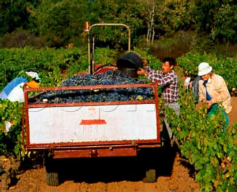Harvesting Cinsaut grapes at Domaine de la   Pardiguire Le Luc en Provence Var France   Cte de Provence