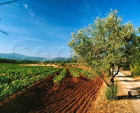 Vineyard and olive trees at Domaine de la   Pardiguire Le LucenProvence Var France   AC Ctes de Provence