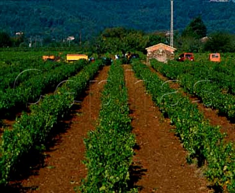Harvest in vineyard at Le LucenProvence Var France Ctes de Provence
