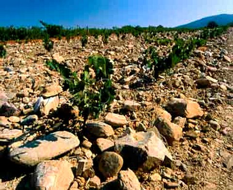 Young Rolle vines planted in stony soil at Domaine   Rimauresq near Pignans Var France   Cte de Provence