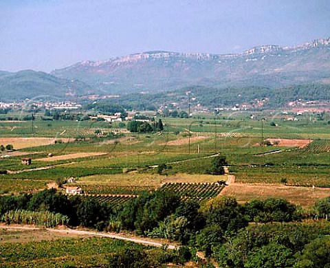 Vineyards viewed from PierreduVar Var France   Ctes de Provence