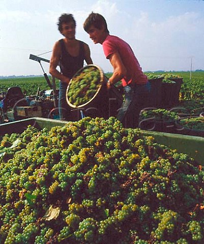 Harvest time in the vineyards at Clisson   LoireAtlantique France   Muscadet de SvreetMaine