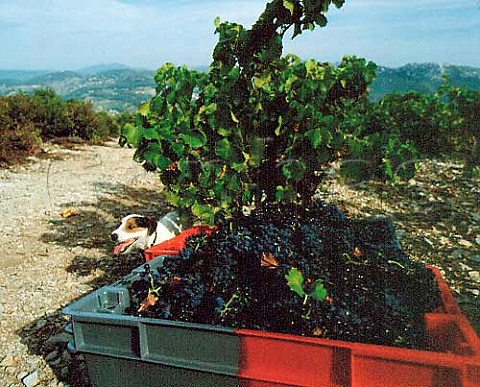 Harvesting Grenache grapes in vineyard at   Chteau de Pibarnon La CadiredAzur   Var France    AC Bandol