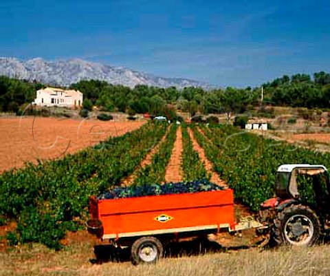 Trailer of harvested Grenache grapes with the   Montagne SteVictoire beyond    Rousset BouchesduRhne France   Ctes de Provence