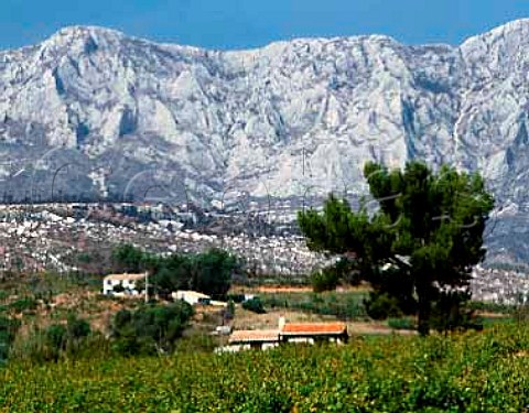 Vineyards with the Montagne SteVictoire beyond   Rousset BouchesduRhne France   Ctes de Provence