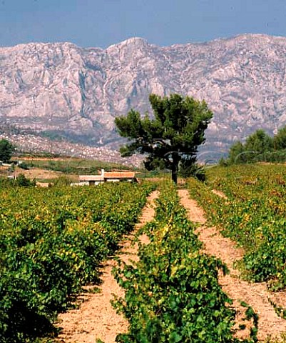 Vineyard with the Montagne SteVictoire beyond   Rousset BouchesduRhne France   Ctes de Provence