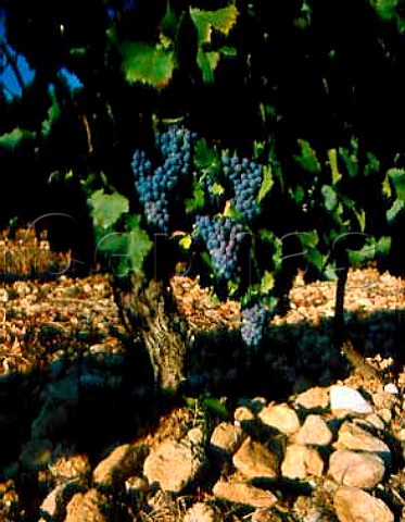 Grenache on stony soil at Chateau Vignelaure Rians   Var Coteaux dAix en Provence