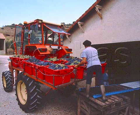 Harvested grapes being unloaded from tall tractor at   Domaine Terre Ferme Bedarrides Vaucluse France   AC ChateauneufduPape