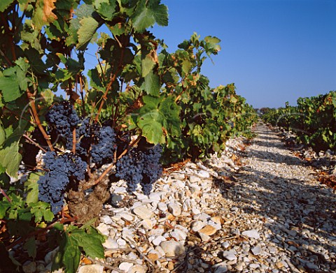 Grenache vineyard on limestone soil of    Chteau la Couranonne at Viols Vaucluse France   Ctes du Rhne