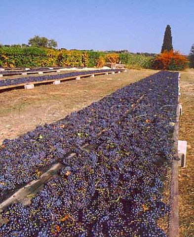 Grenache grapes laid out in the sun to increase the sugar content Chteau Fortia ChteauneufduPape Vaucluse France  ChteauneufduPape