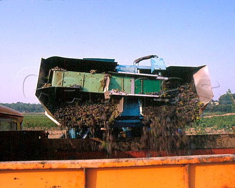 Emptying the hoppers of a harvesting machine at   Chteau la Borie SuzelaRousse Drme France   Ctes du Rhne