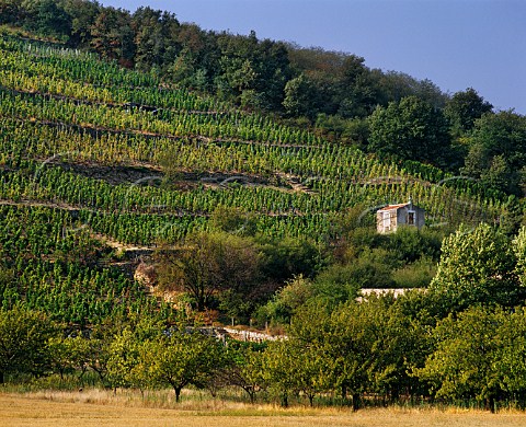 Terraced Syrah vineyards at Cornas in the Rhne Valley Ardche France  AC Cornas
