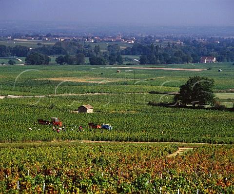 Harvesting Gamay grapes in vineyard near Morgon France  Morgon  Beaujolais