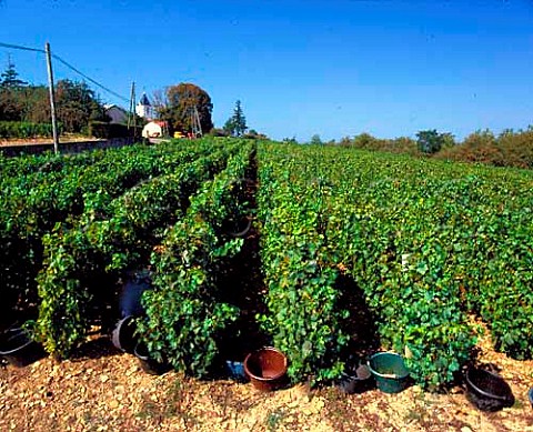 Buckets at harvest time in Chardonnay vineyard     StAmour SaneetLoire France  Beaujolais Blanc