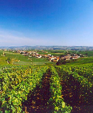 Village of Pouilly below its vineyards   SaneetLoire France    PouillyFuiss  Mconnais