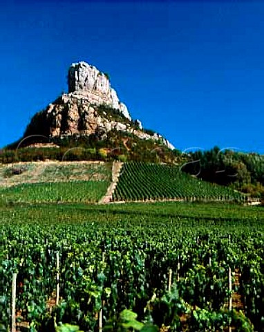 Vineyards below the rock of Solutr   SolutrPouilly SaneetLoire France    PouillyFuiss  Mconnais