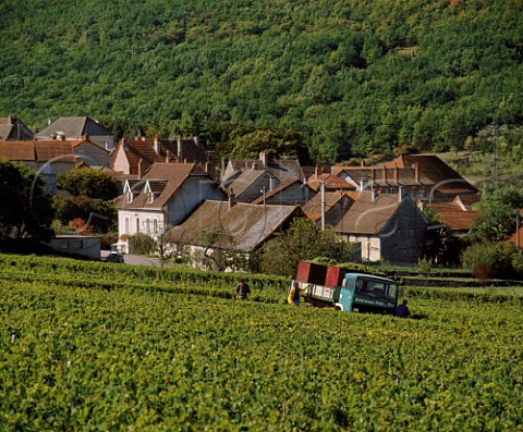 Harvesting Aligot grapes in vineyard of Bouchard Pre et Fils at Bouzeron SaneetLoire France   AC Bourgogne Aligot de Bouzeron