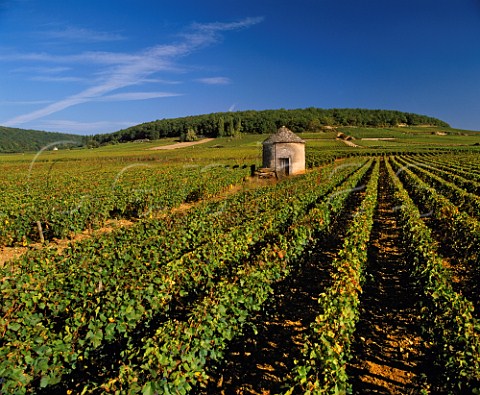 Traditional stone hut cabotte in vineyards at SavignylsBeaune Cte dOr France Cte de Beaune