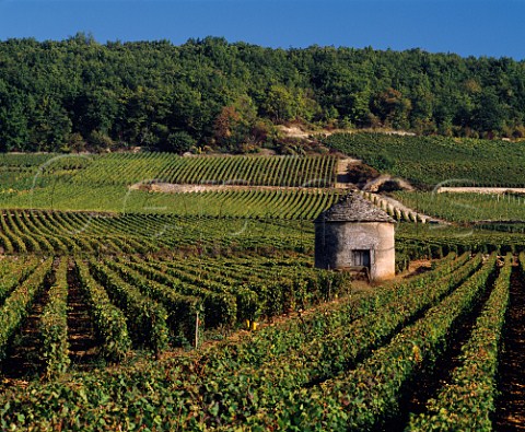 Vineyards and stone hut cabotte showing parcels   of vines owned by different growers    SavignylsBeaune Cte dOr France   Cte de Beaune